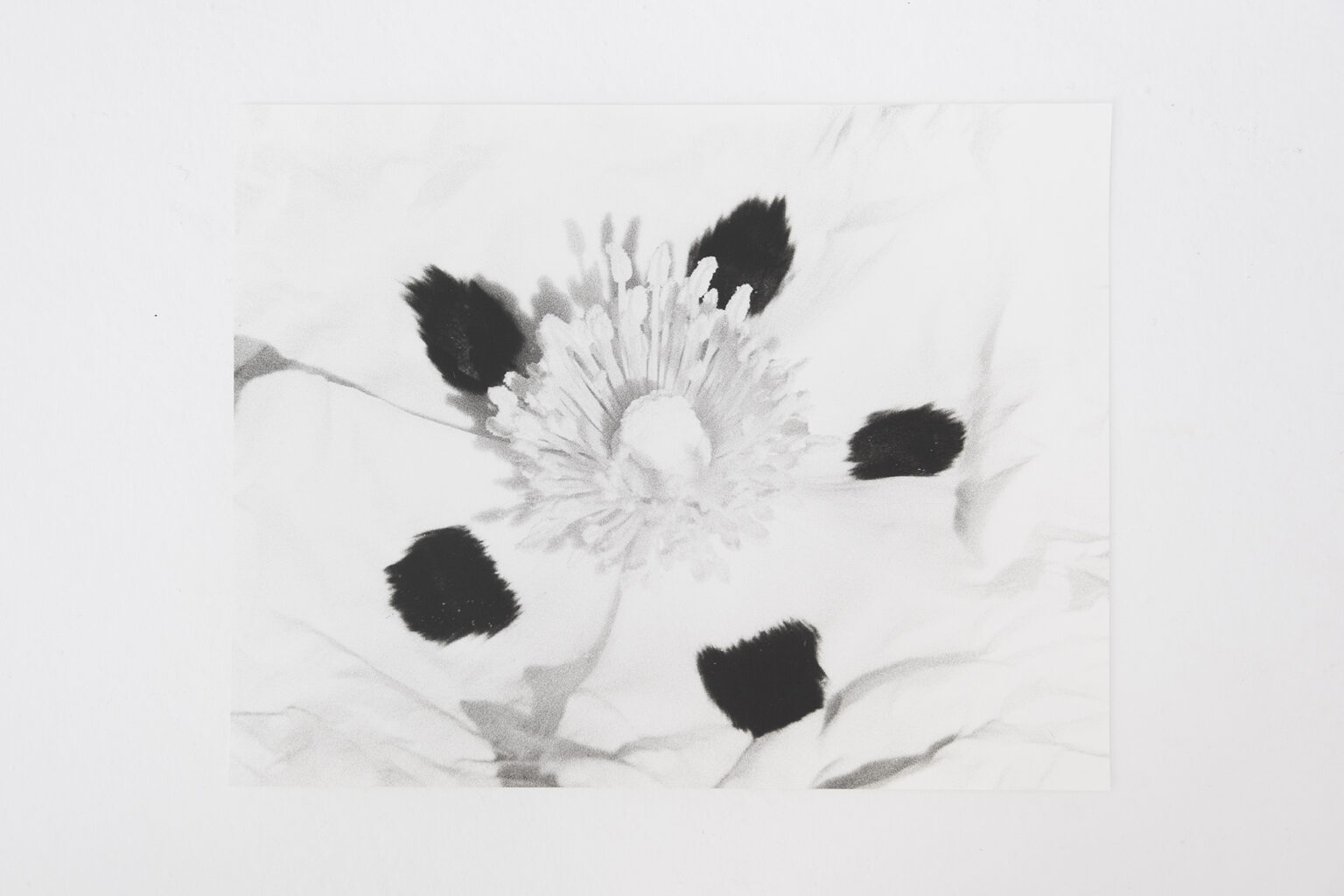 Jochen Lempert Zistrose, 2023 | ART BASEL PARIS 2024 | ProjecteSD