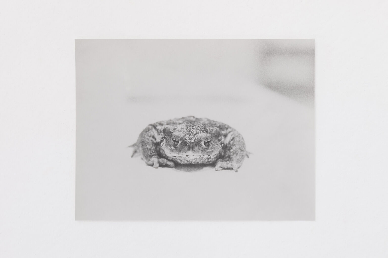 Jochen Lempert Bufo bufo, 2024 | | ProjecteSD