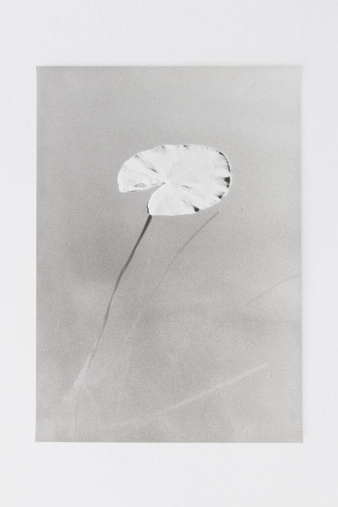 Jochen Lempert Nuphar, 2024 | | ProjecteSD