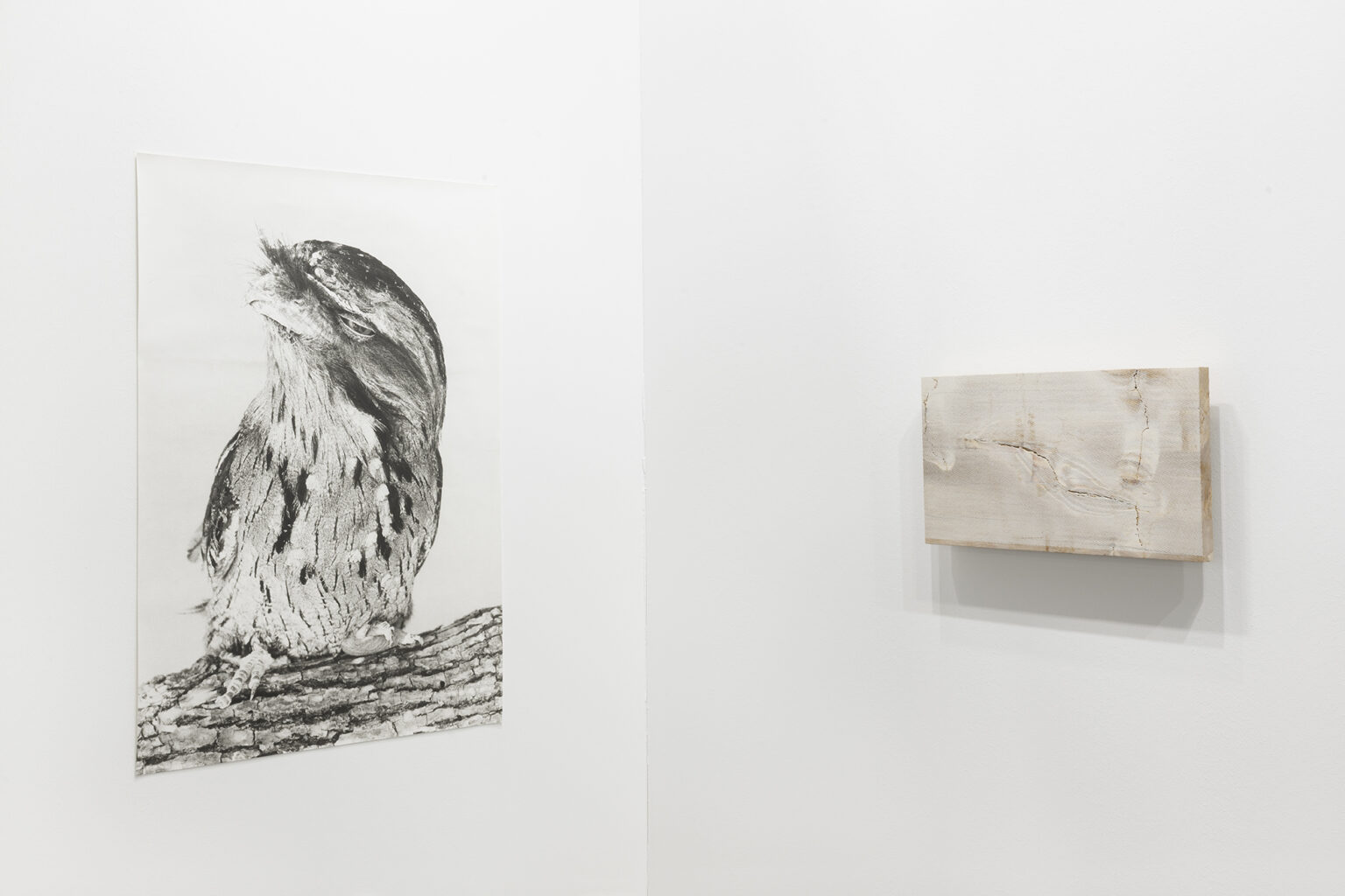 Jochen Lempert Eulenschwalm II, 2024 / Pieter Vermeersch Untitled, 2021 | ARCO 2025 | ProjecteSD