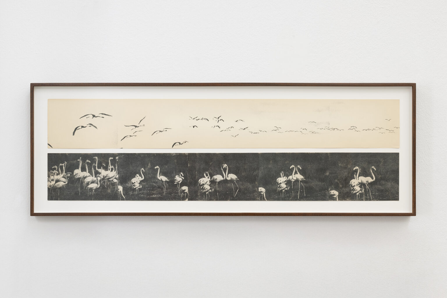 Flamencos Delta del Ebro, 2025 | BUSCANDO DONDE NO HAY NADA | ProjecteSD