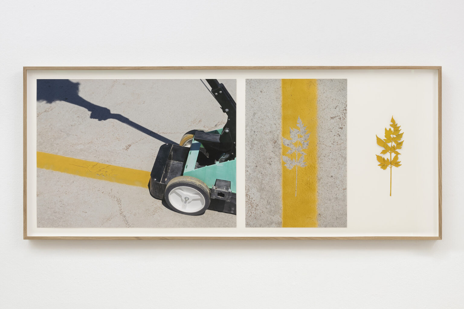 Línea planta amarilla 1, 2025 | BUSCANDO DONDE NO HAY NADA | ProjecteSD