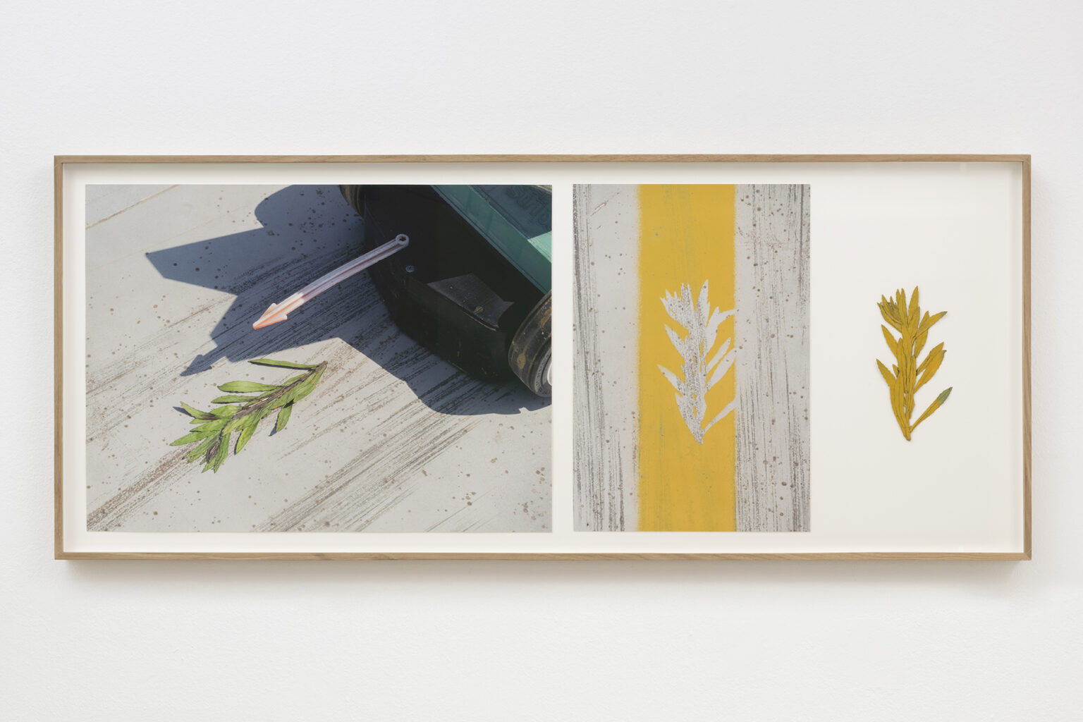 Línea planta amarilla 2, 2025 | BUSCANDO DONDE NO HAY NADA | ProjecteSD