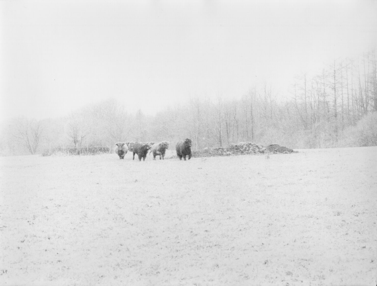Jochen Lempert Walking Half a Mile in Northern Germany, 2004 | CAMINAR [WALKING] | ProjecteSD
