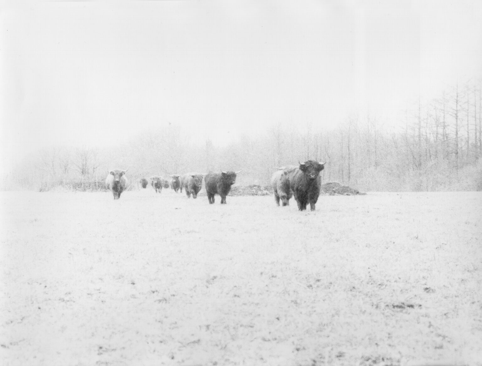 Jochen Lempert Walking Half a Mile in Northern Germany, 2004 | CAMINAR [WALKING] | ProjecteSD