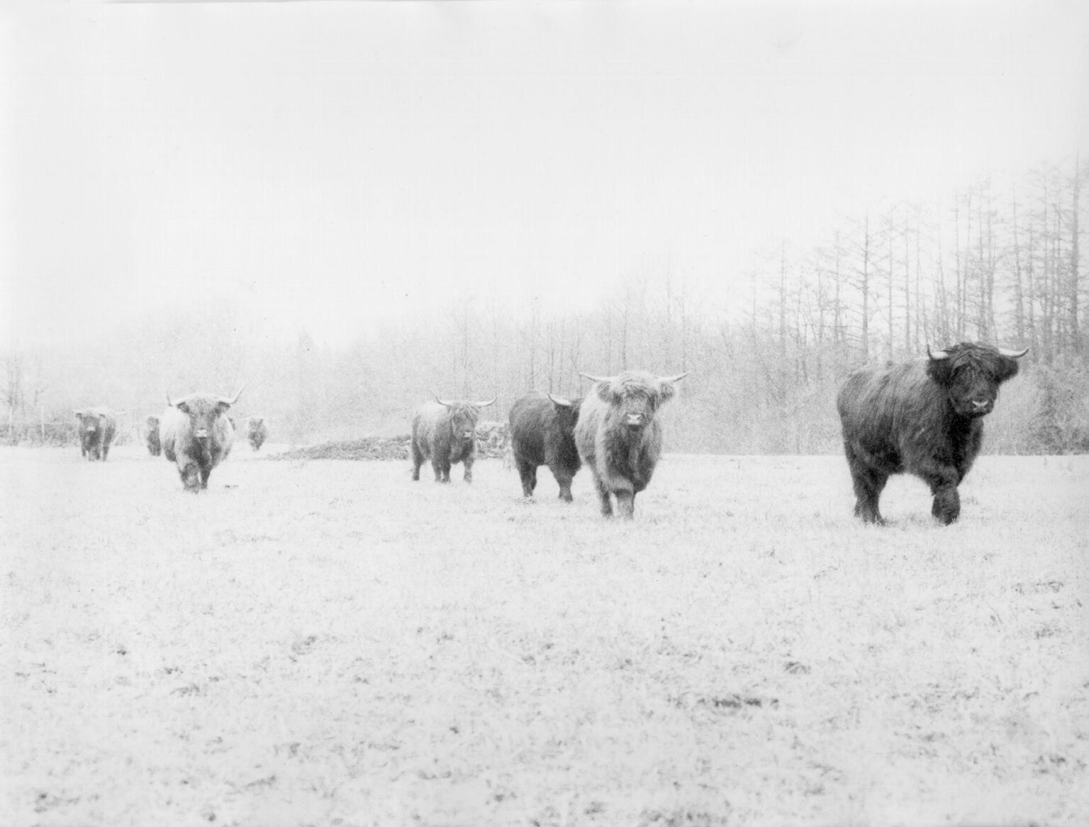 Jochen Lempert Walking Half a Mile in Northern Germany, 2004 | CAMINAR [WALKING] | ProjecteSD