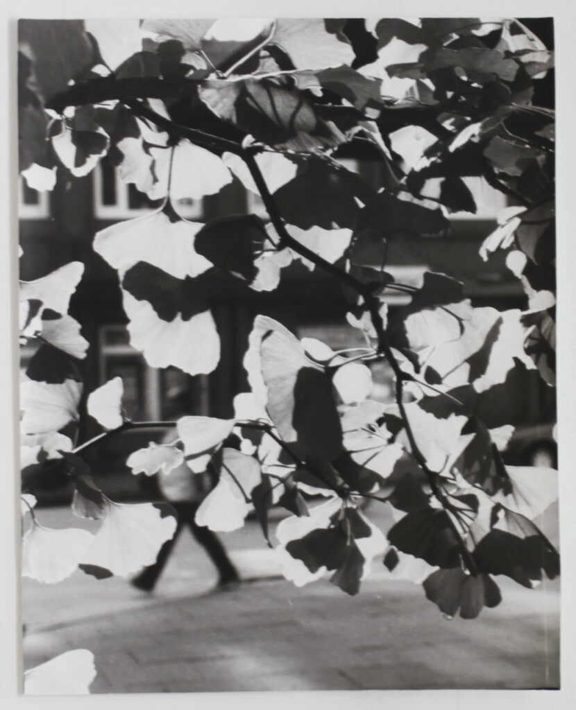 Jochen Lempert Ginkgo, 2014 | STORAGE ON DISPLAY – PERMANENT SECTION | ProjecteSD