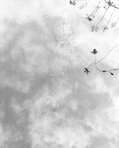 Jochen Lempert. Untitled (Turtle), 2008 | STORAGE ON DISPLAY – PERMANENT SECTION | ProjecteSD