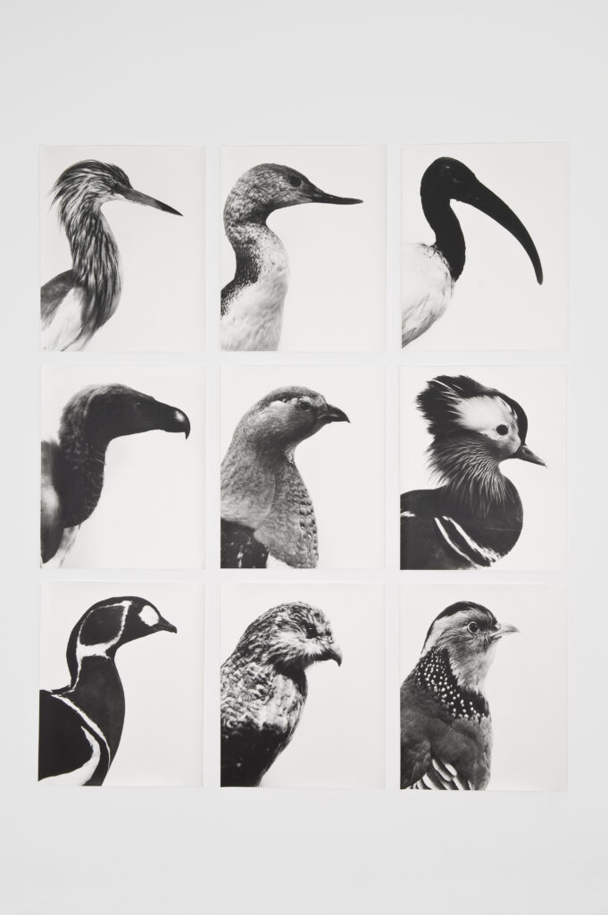 Jochen Lempert Aves-Uccelli, 1997 | ART BASEL 2026 | ProjecteSD
