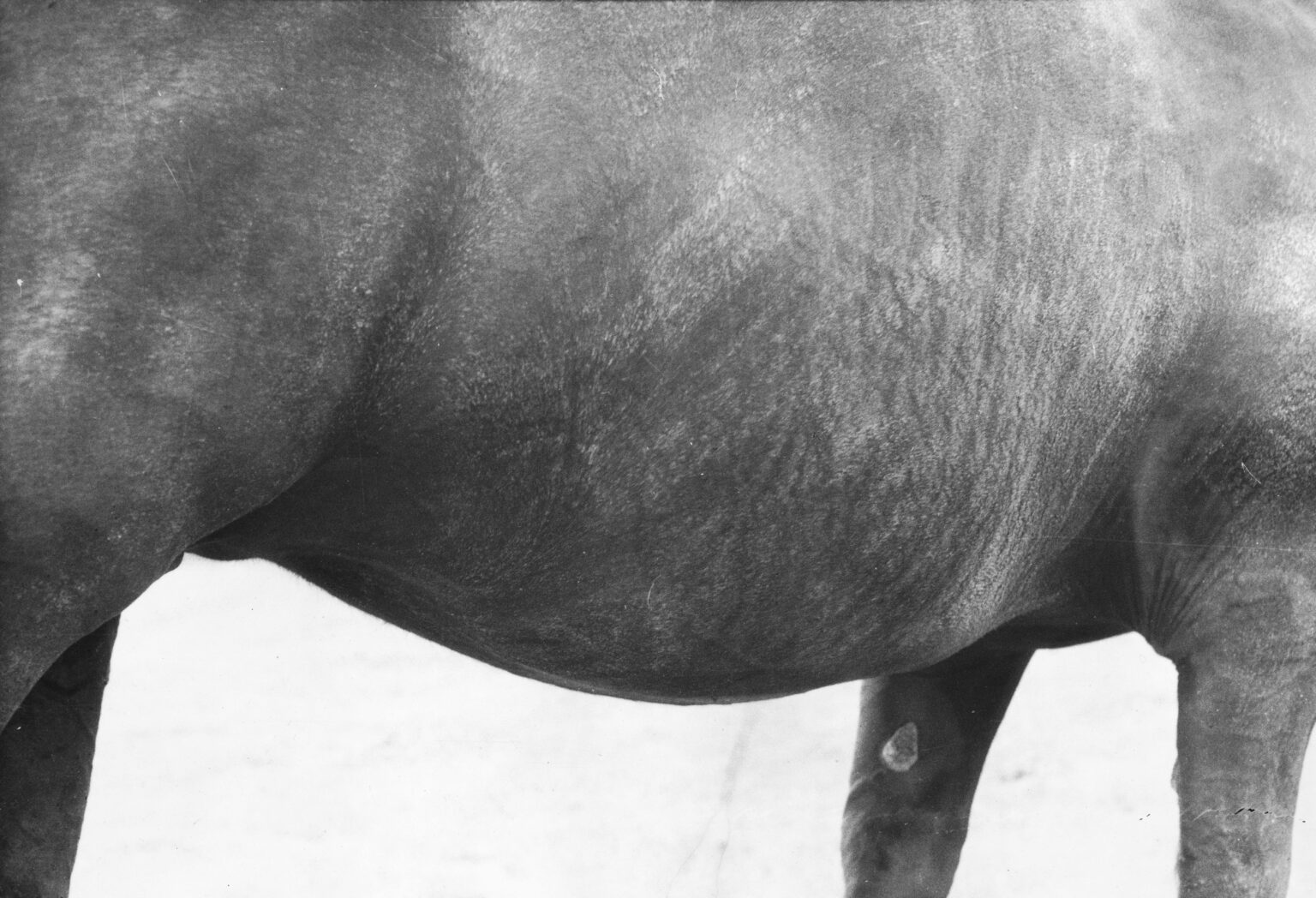 Jochen Lempert Symmetry and Architecture of the Body (Horse), 1997 | ART BASEL 2026 | ProjecteSD