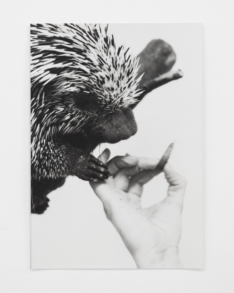 Jochen Lempert Greifstachler, 2023 | | ProjecteSD