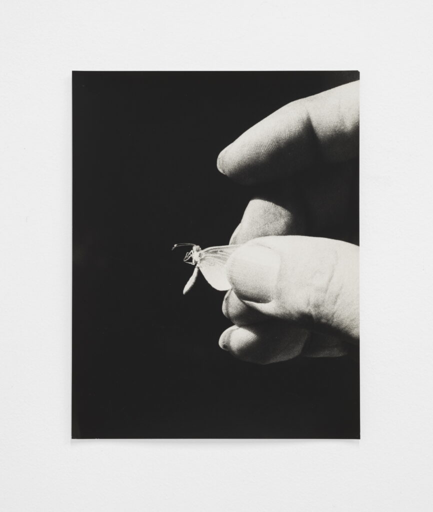 Jochen Lempert Butterfly in Hand, 2023 | | ProjecteSD