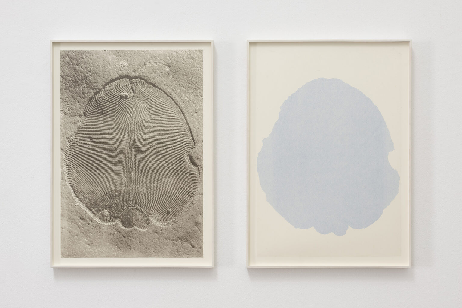 Patricia Dauder Dickinsonia, 2020 | Dickinsonia Blue Shadow, 2022 | | ProjecteSD