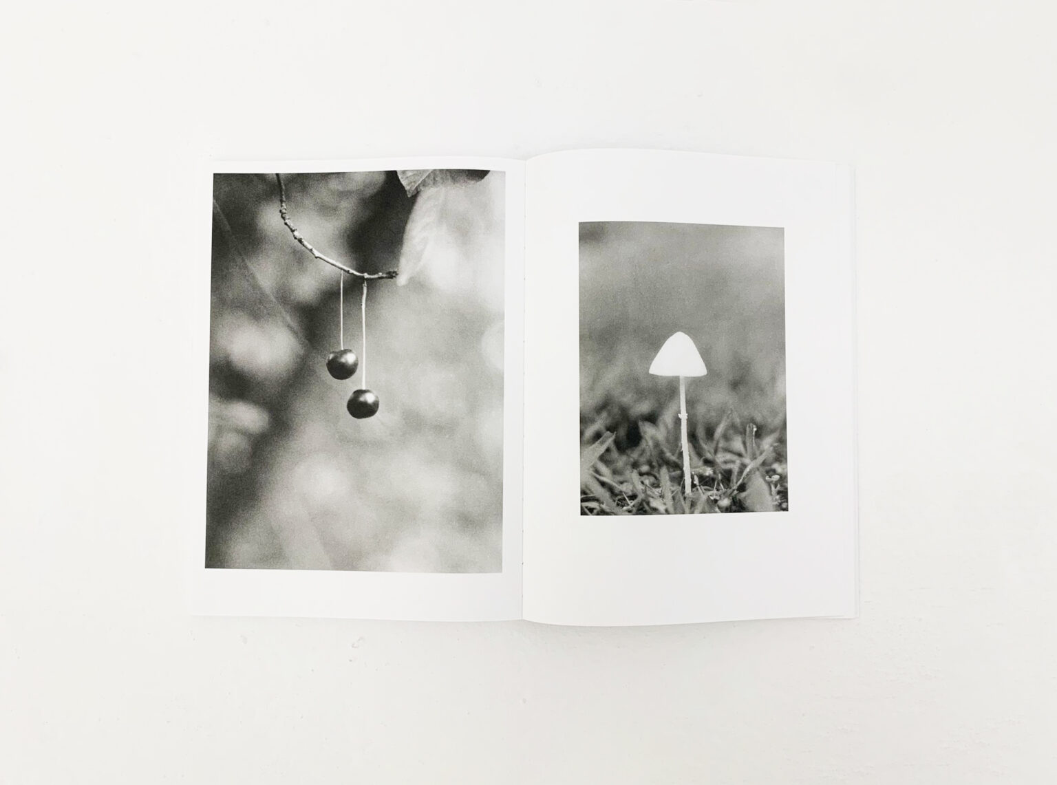 | Natural Sources | ProjecteSD